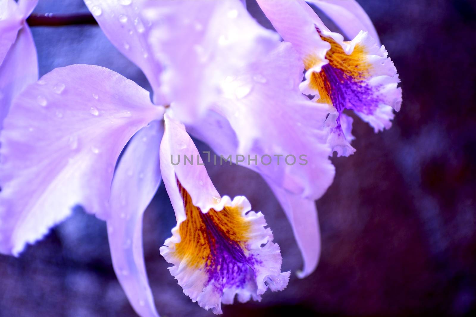 Blossom Orchid Closeup. Tropical Forest Flowers. Flowers Photo Collection