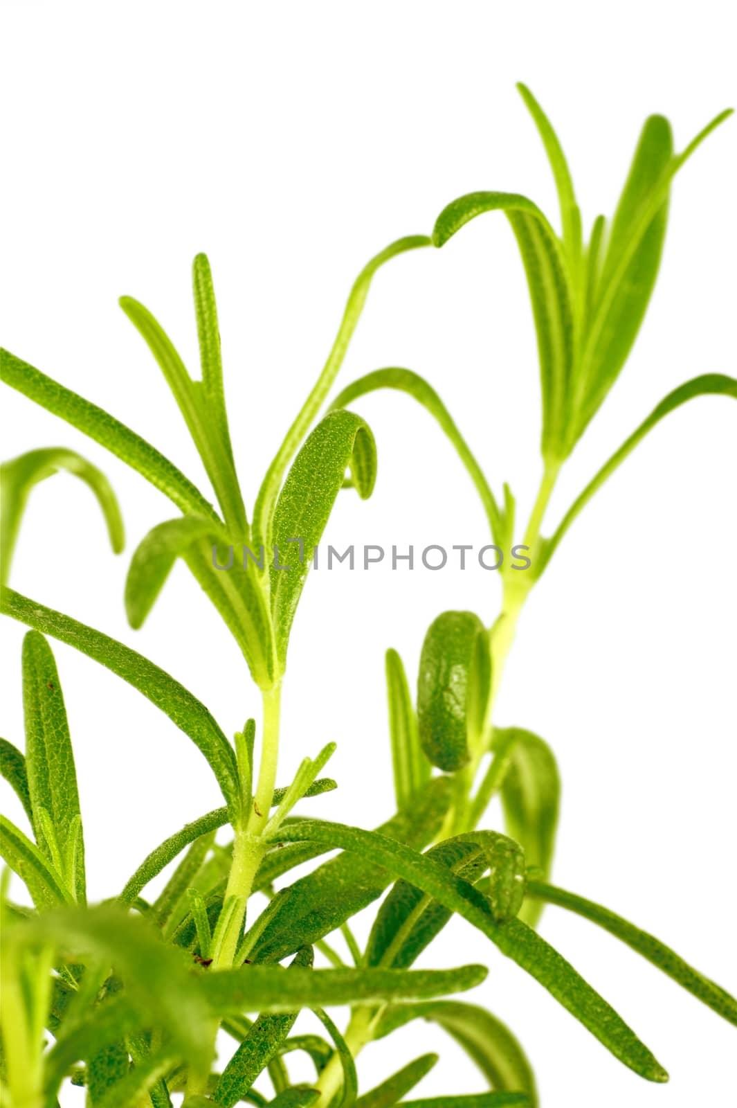Rosemary Isolated on White. Rosemary is a Woody, Perennial Herb with Fragrant. Vertical Rosemary Closeup Photo.