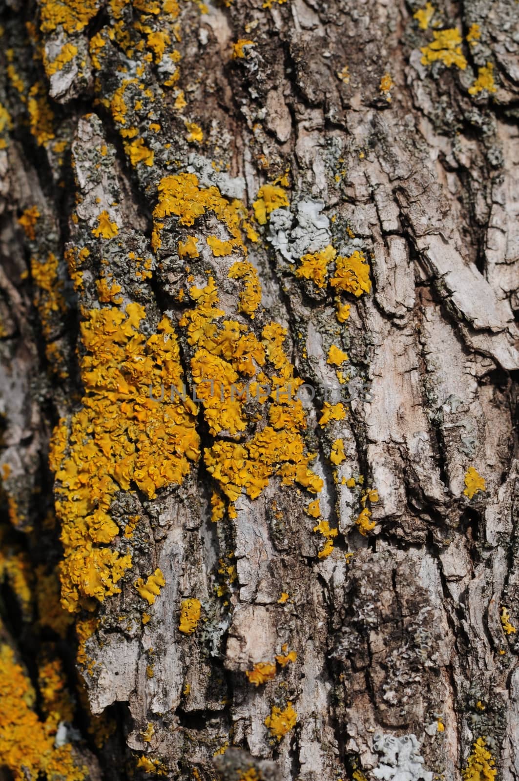 Tree Cork by welcomia