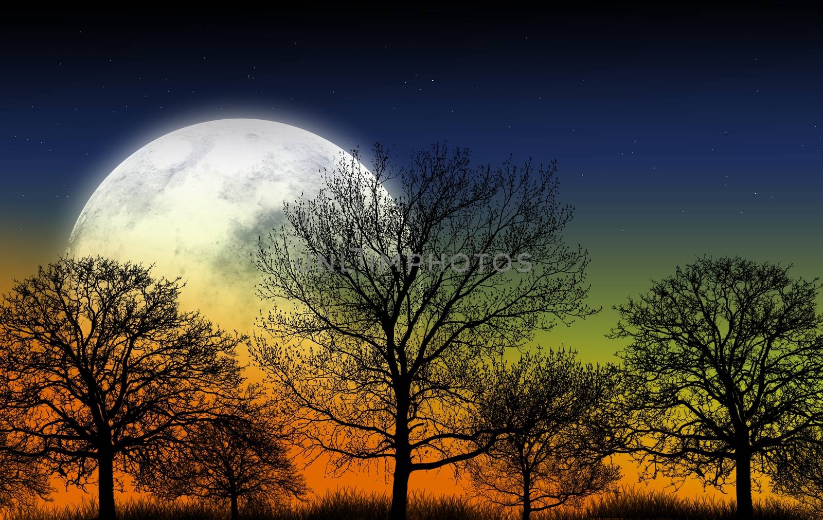 Mystic Garden Illustration. Large Full Moon and Shapes of Trees. Nature Illustration