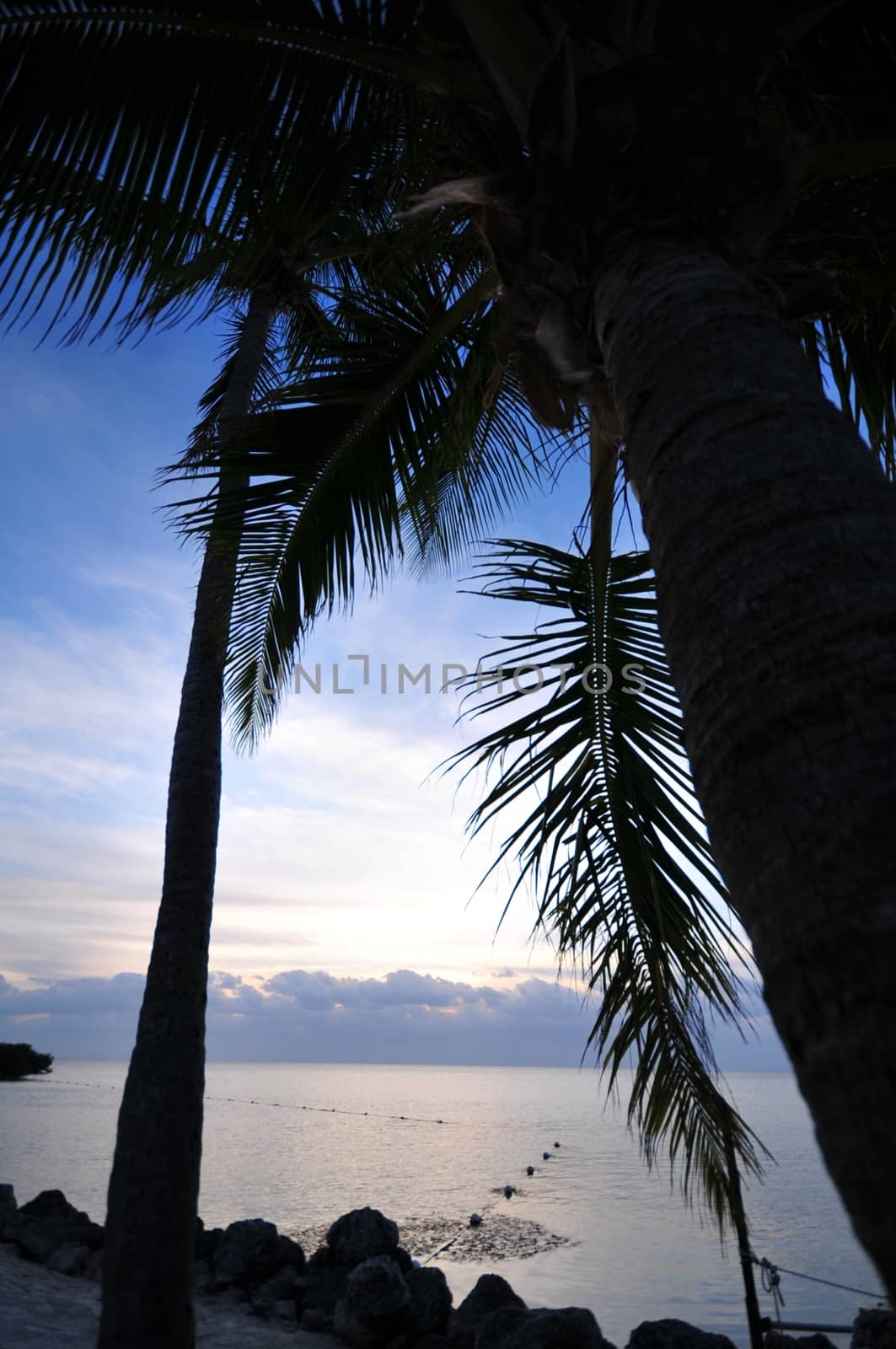 Beach Sunrise - Palm Tree Shapes and Atlantic Ocean. Florida Keys, Florida USA.