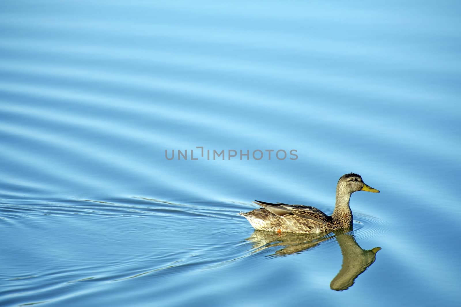 Mallard Duck on Lake. Calm Small Lake Water. Wildlife Photo Collection.