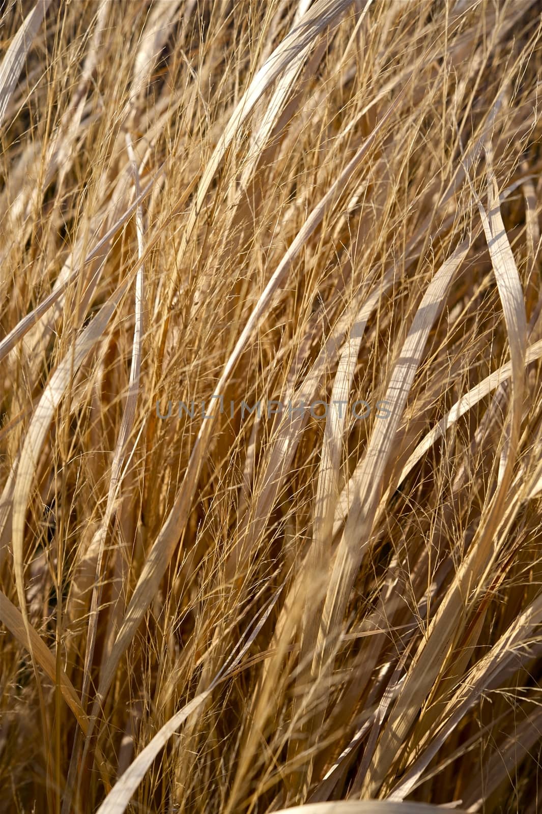 Dry Grasses - Dry Grassy Plants Vertical Photo Background.