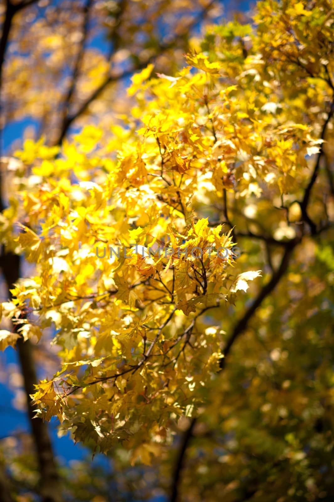 Yellow Leafs Branch. Autumn Branch Closeup. Vertical Autumn Photo.