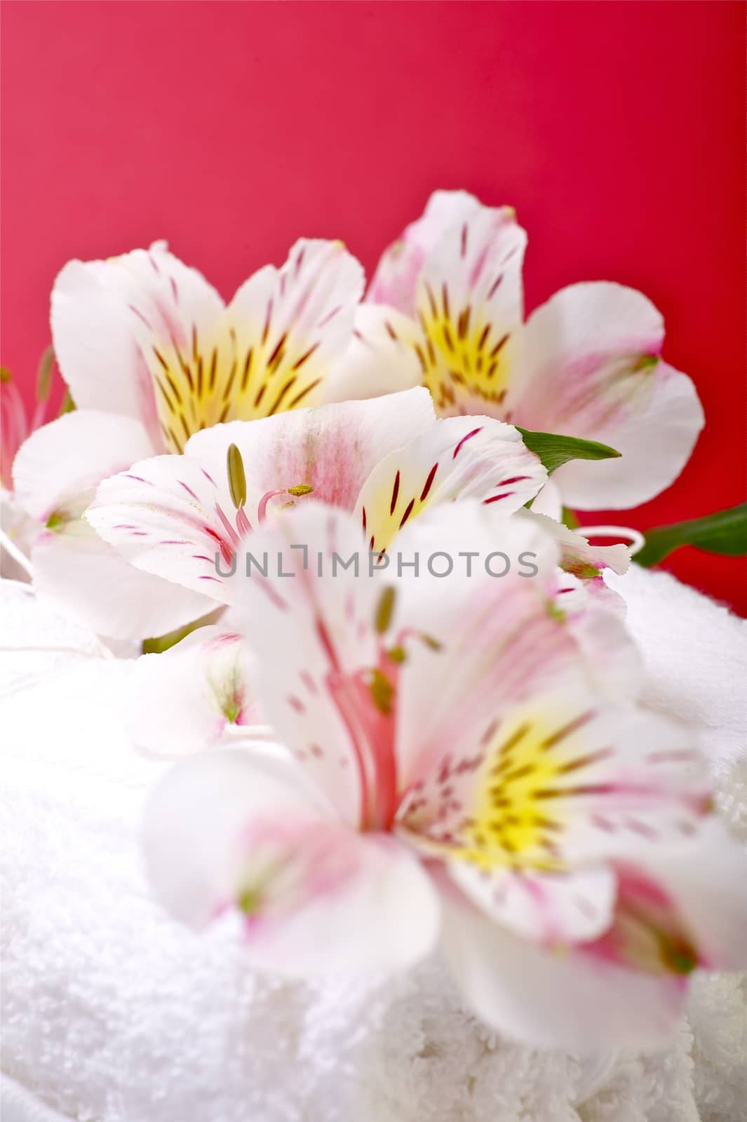 Flowers and Towels - Bath Theme. Red-Burgundy Background.