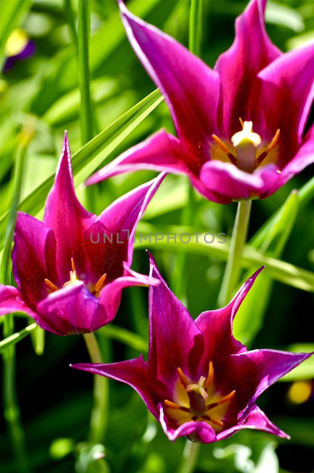 Beautiful Tulips - Vertical Photography. Purple-Pinky Tulips.