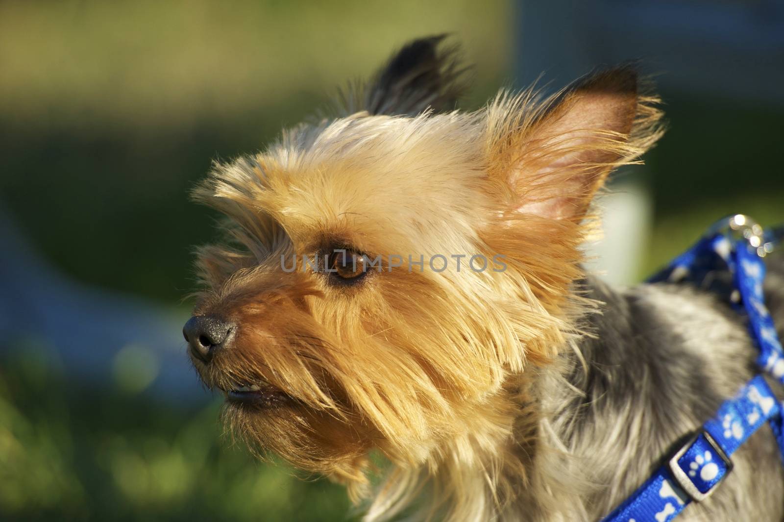 Australian Silky Terrier in Park. Closeup Photography. Australian Silky Terrier Horizontal Photo.