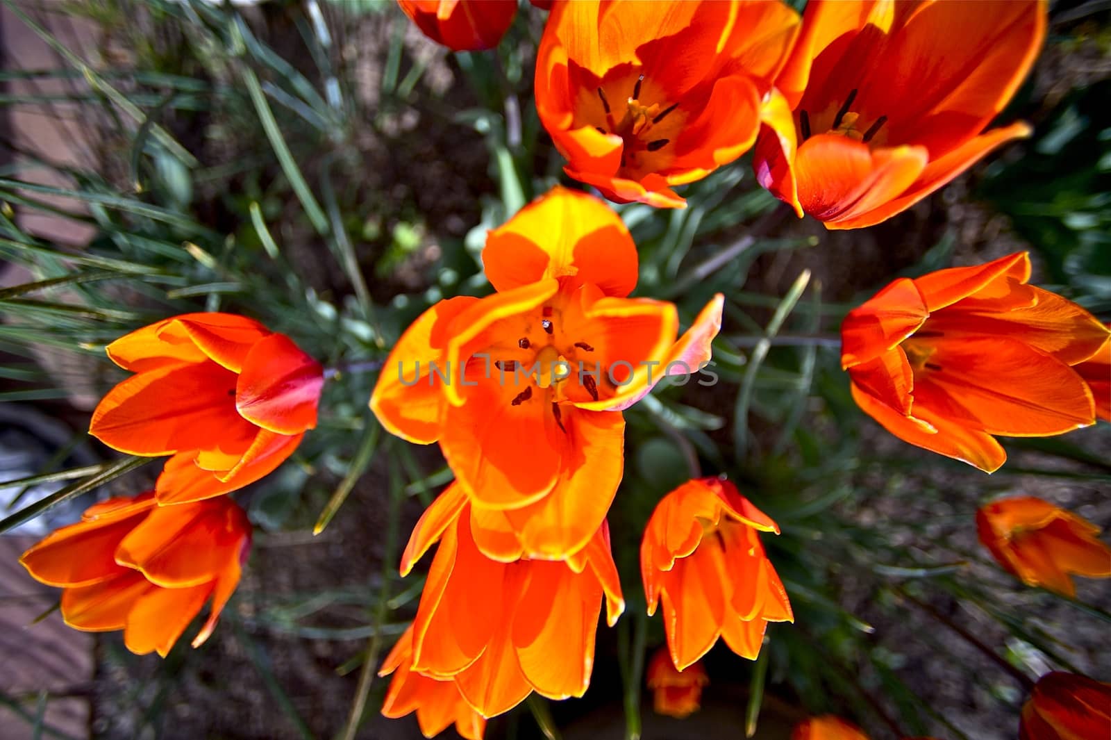 Orange-Red Tulips Blossom. Wide Angle Top Closeup Photography. Dark Orange Tulips.