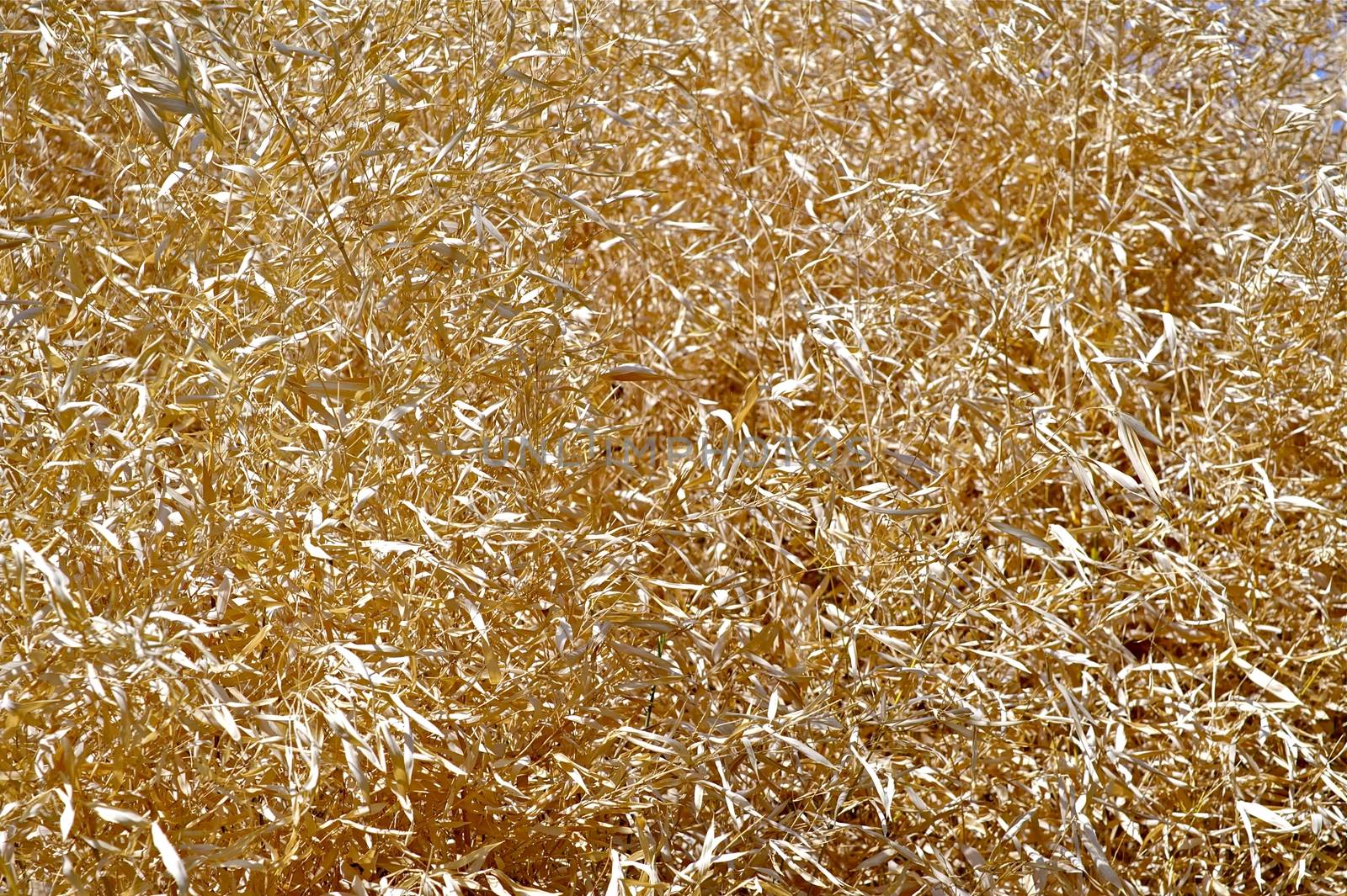 Dry Grasslands Background. Grassland Fire Danger. Dangerous Drought. Nature Photo Collection