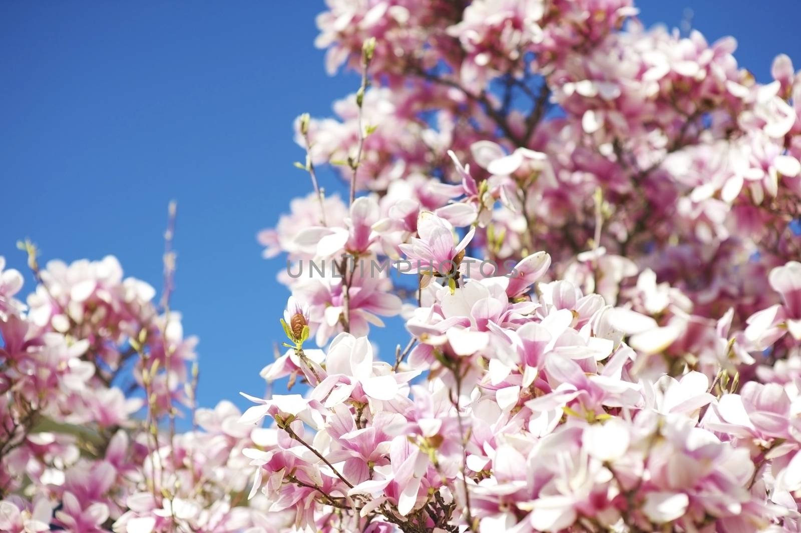 Magnolia Flowers Blooming. Magnolia Tree Flowers.