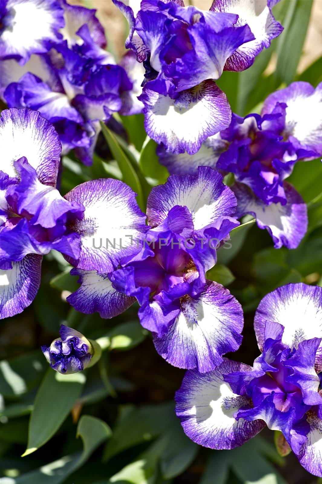 Violet Iris. Iris Dark Rings - Standard Dwarf Bearded iris. Iris Flowers Vertical Photography.