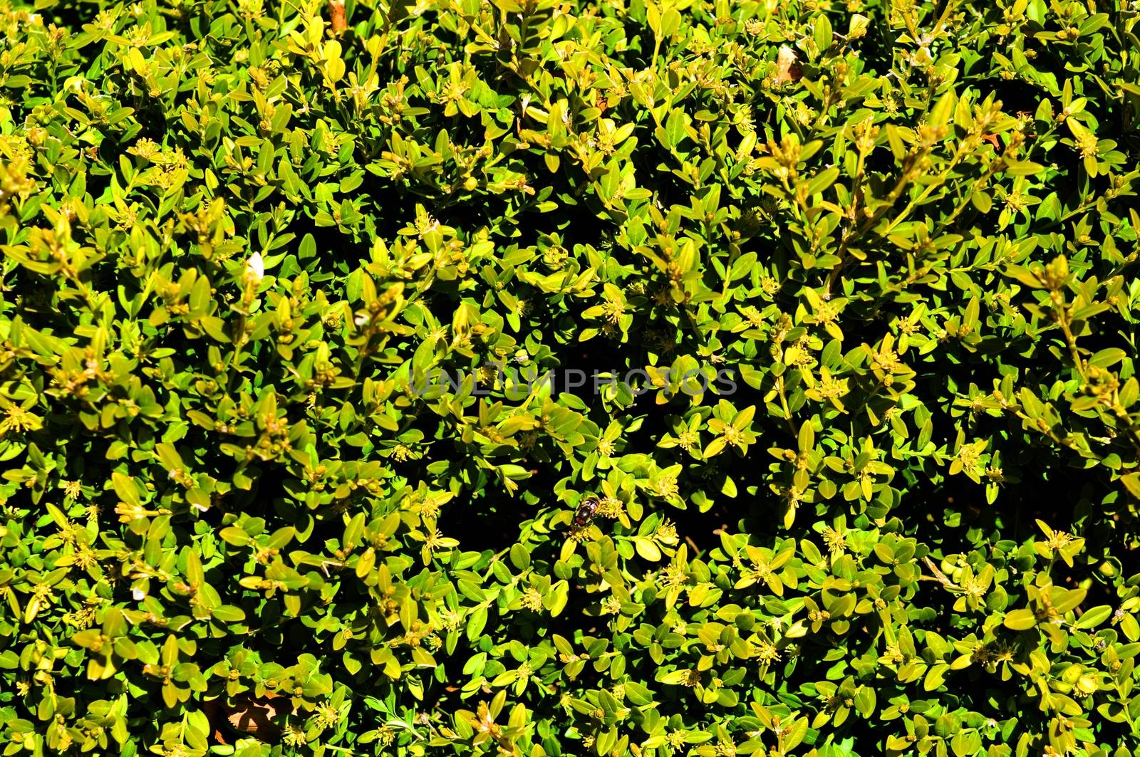 Hedge Background - Green Fence Natural. 