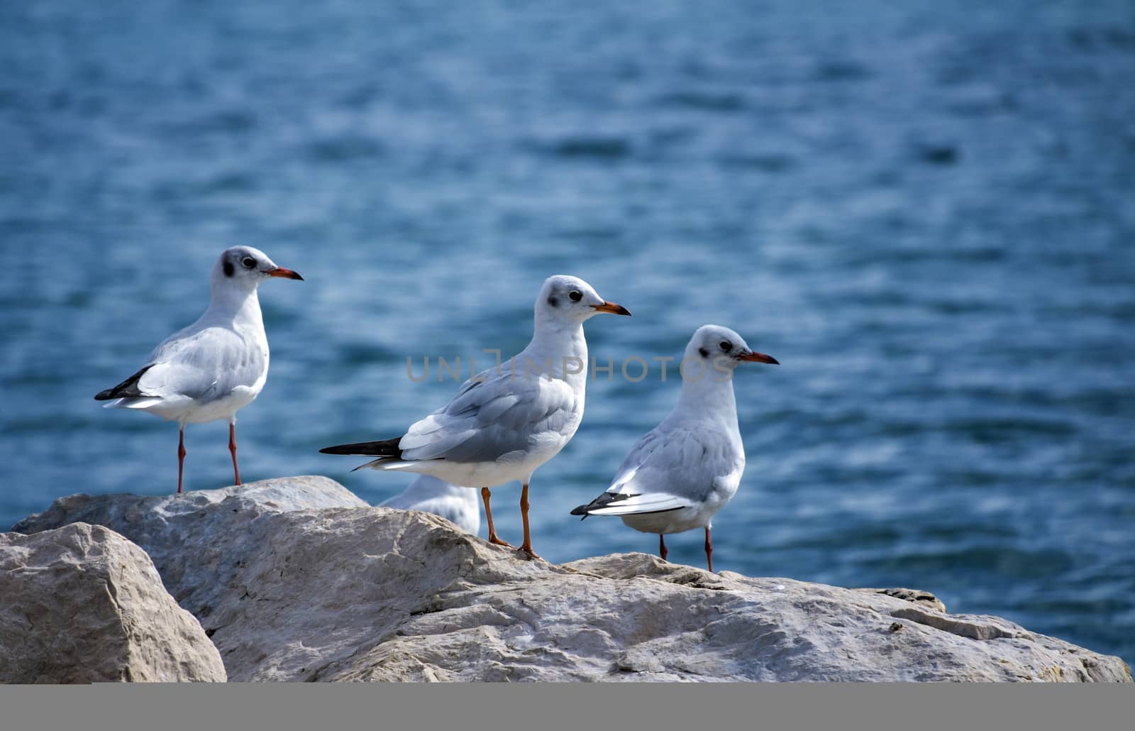 Black-headed gulls, chroicocephalus ridibundus by Elenaphotos21