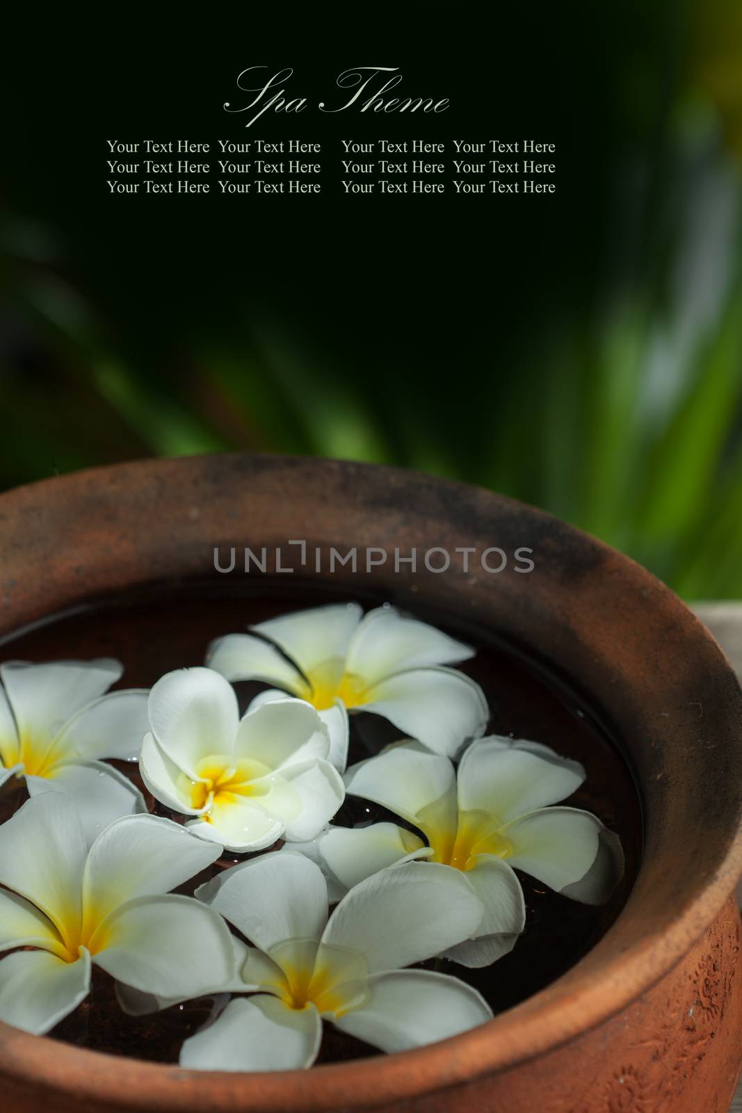 close up view of   frangipani  flowers in pot  on color back