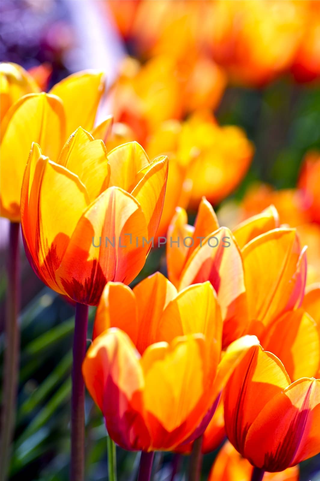 Red-Orange Blossom Tulips Closeup. Summer in the Garden. Flowers Photo Collection