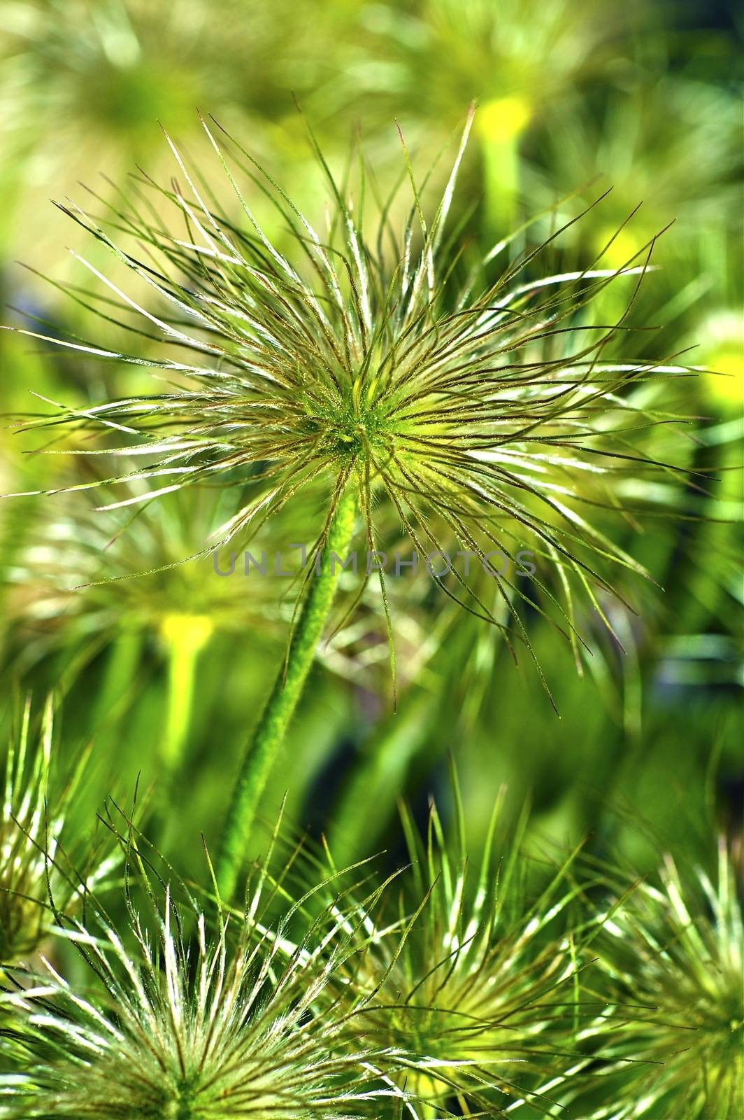 Green Living Things in Macro Photography. Beautiful Green Plants in Closeup Photography.