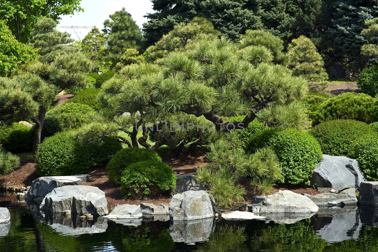 Botanic Garden - Japanese Garden with Small Pond. 