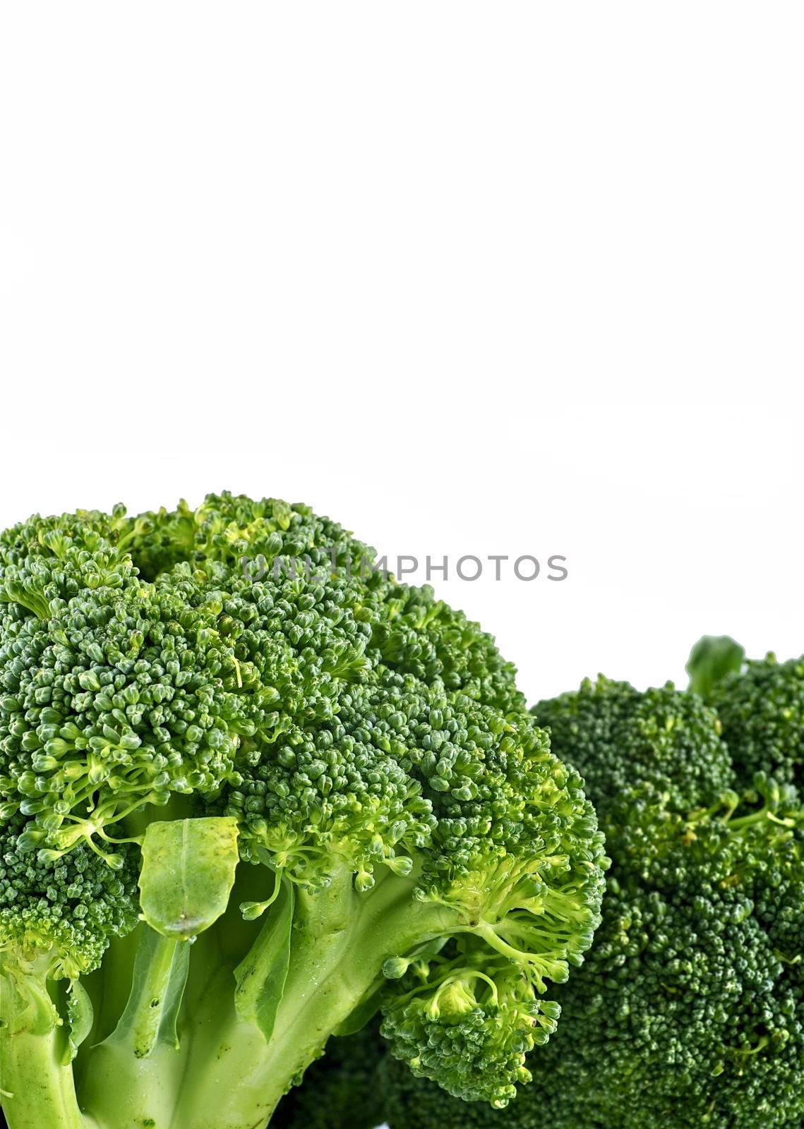 Broccoli Isolated White by welcomia