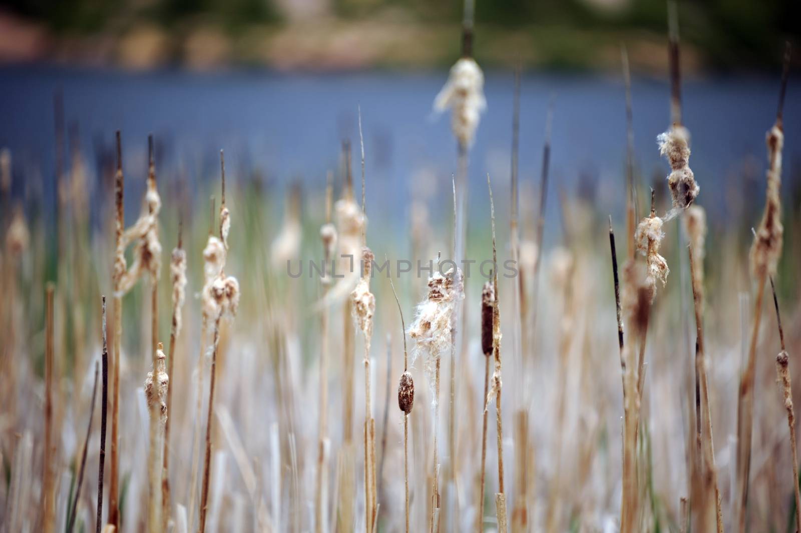 Colorado Flora. Summer in Colorado USA
