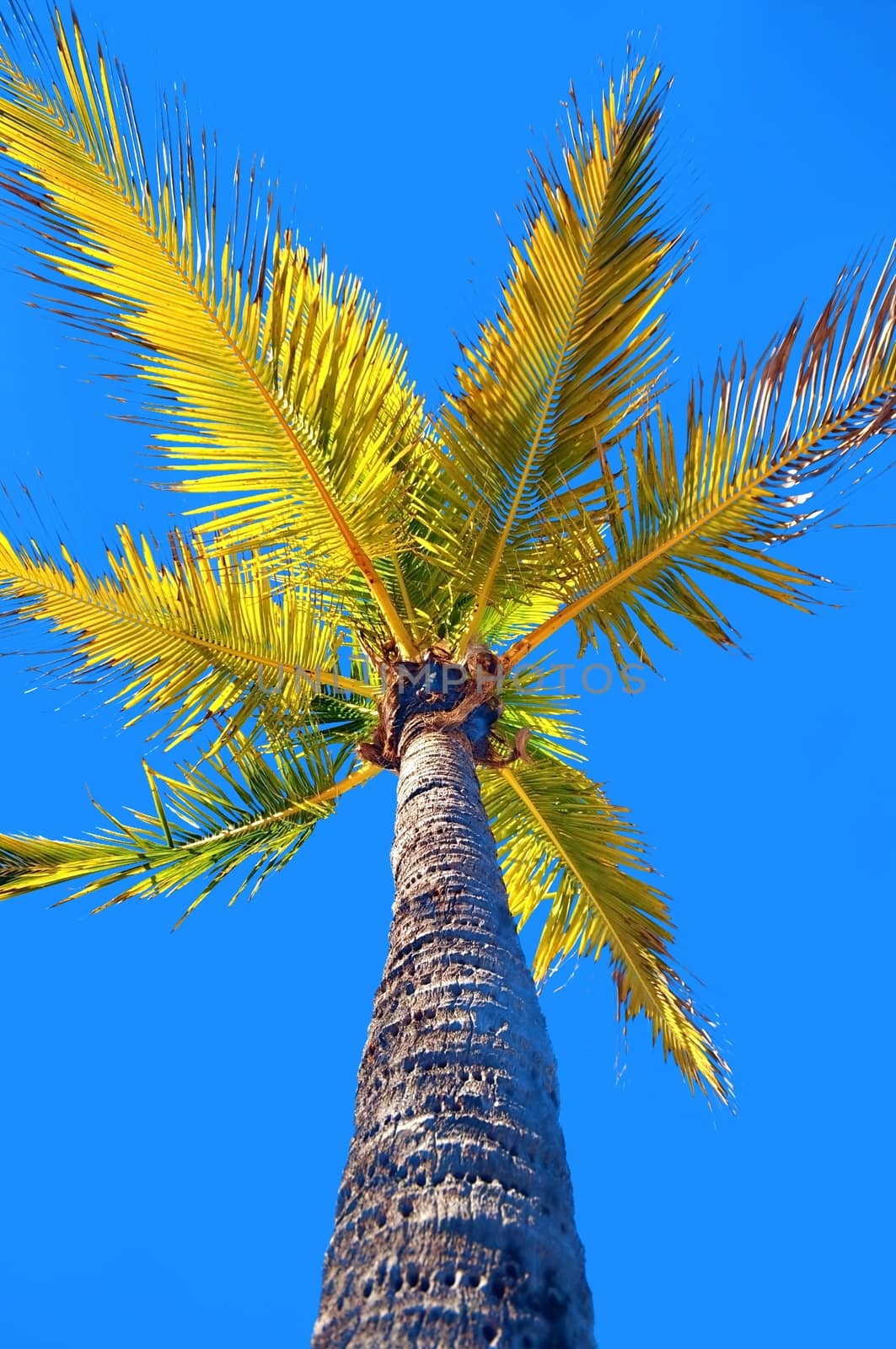 Tropical Sky. Yellow Leafs of Palm. Clear Blue Sky.