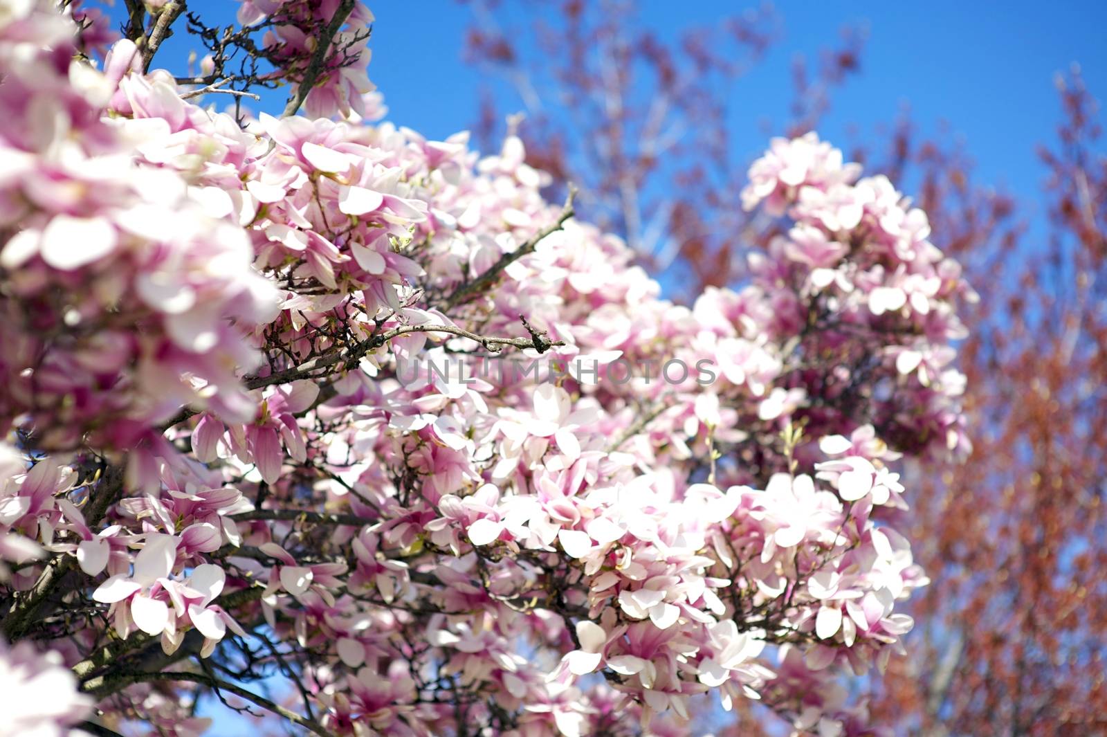 Magnolia Tree Blossom. Magnolia is a Large Genus Flowering Plant Species in the Subfamily Magnolioideae of the Family Magnoliaceae. It is Named After French Botanist Magnol Pierre. Blooming Magnolia Tree on Blue Sky.