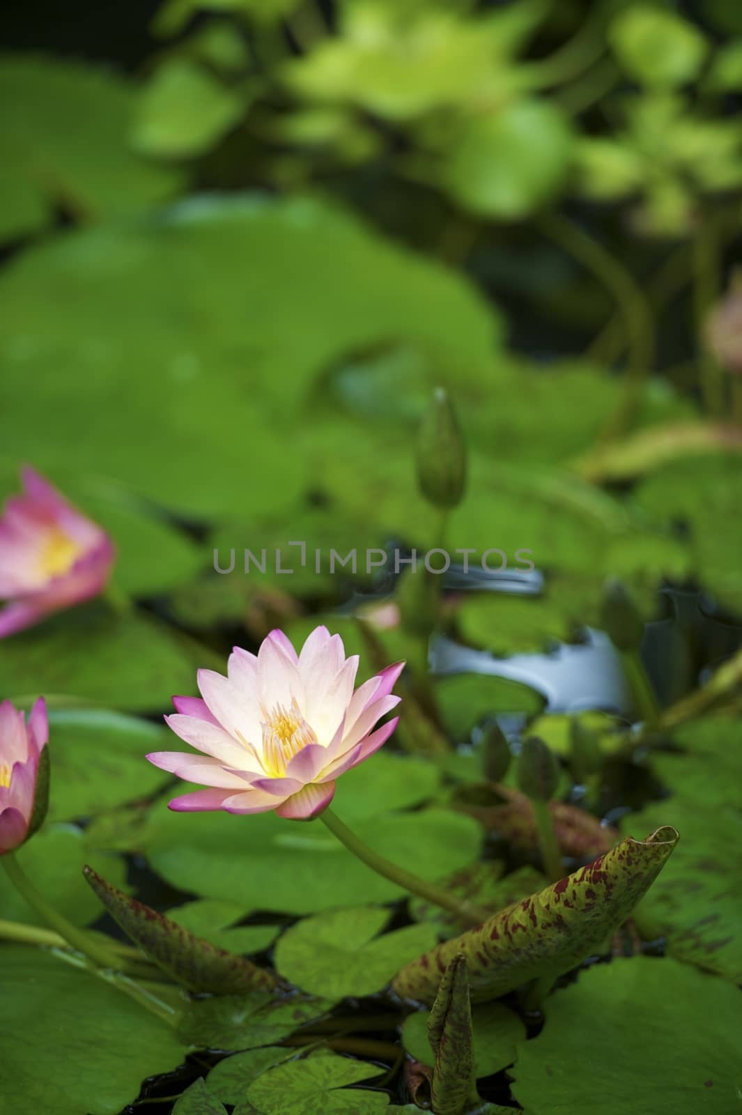 Water Lily Inside Small Pond. Vertical Water Lily Photography.