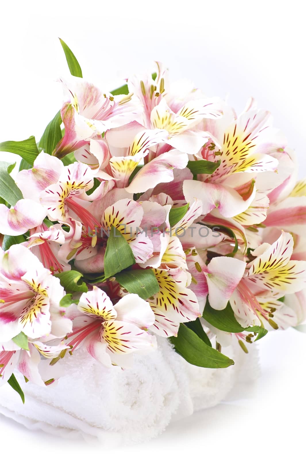 Alstroemeria Flowers - White Background