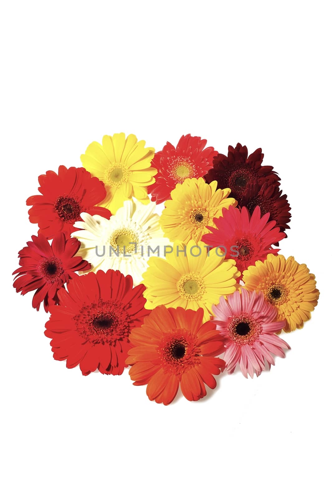 Fresh Cut Gerberas Bouquet - Solid White Background. Clipped Photo.