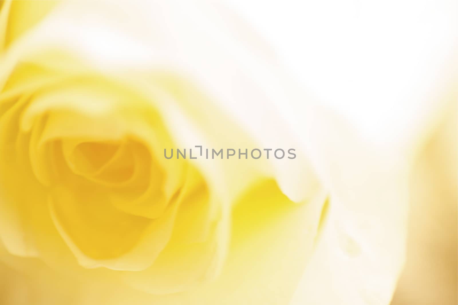 Yellow Rose Background - Rose Macro. Heavy Bokeh.