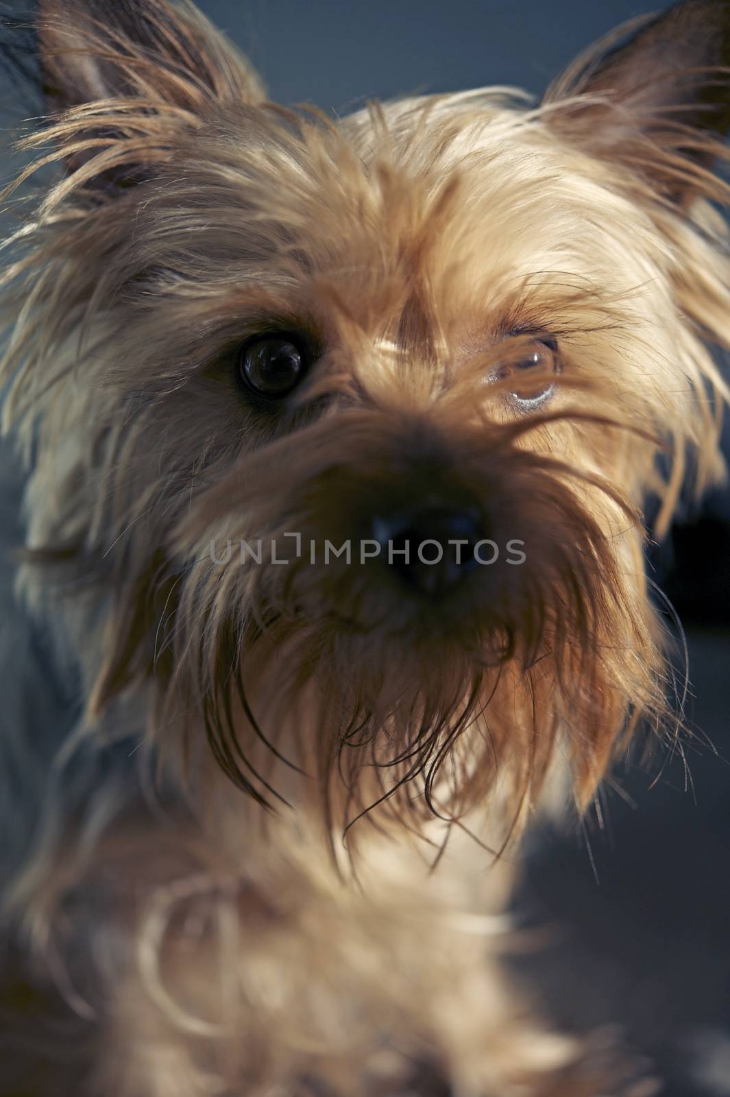 Silky Terrier Portrait  by welcomia