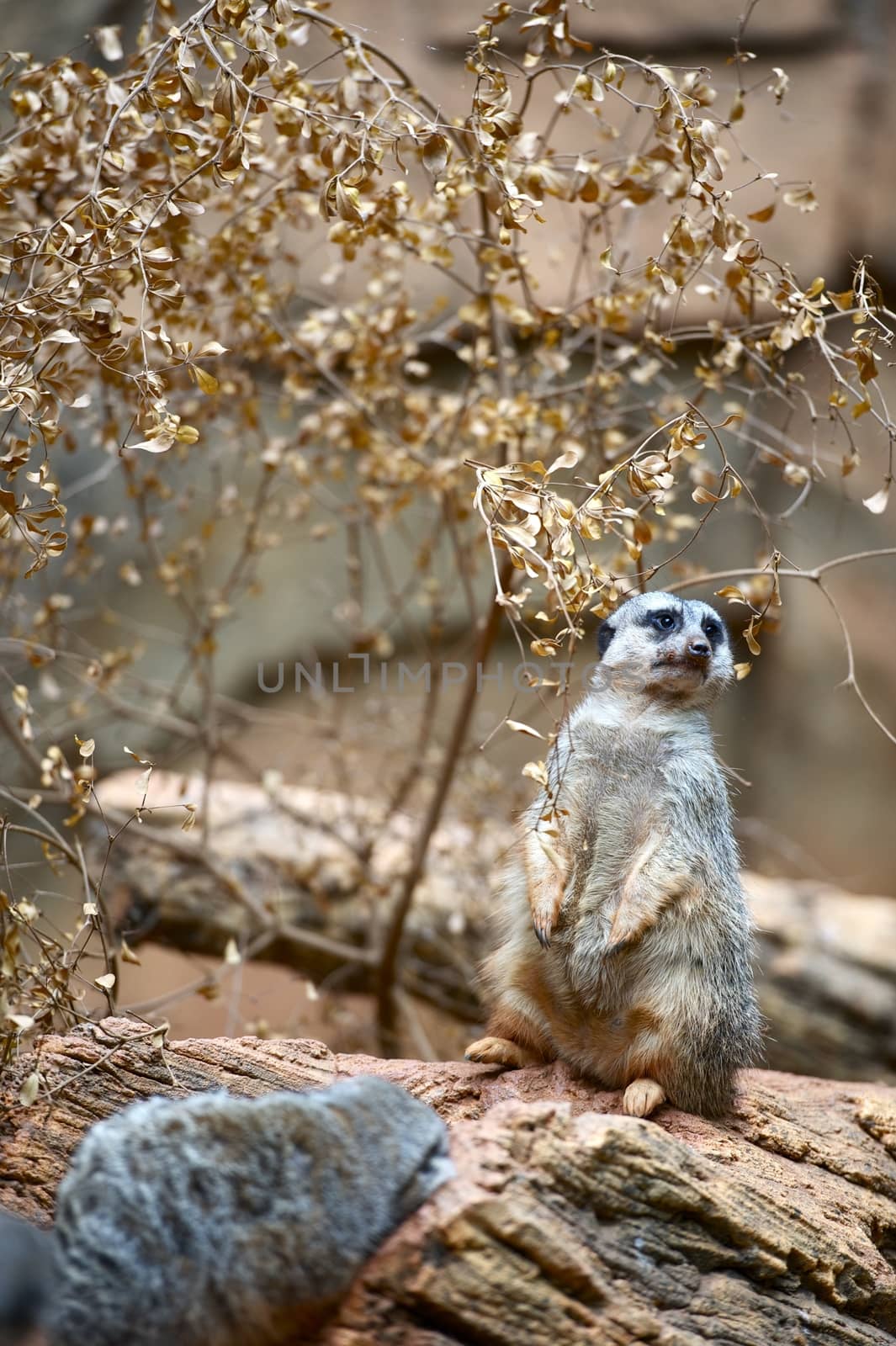 Suricate on the Rock by welcomia