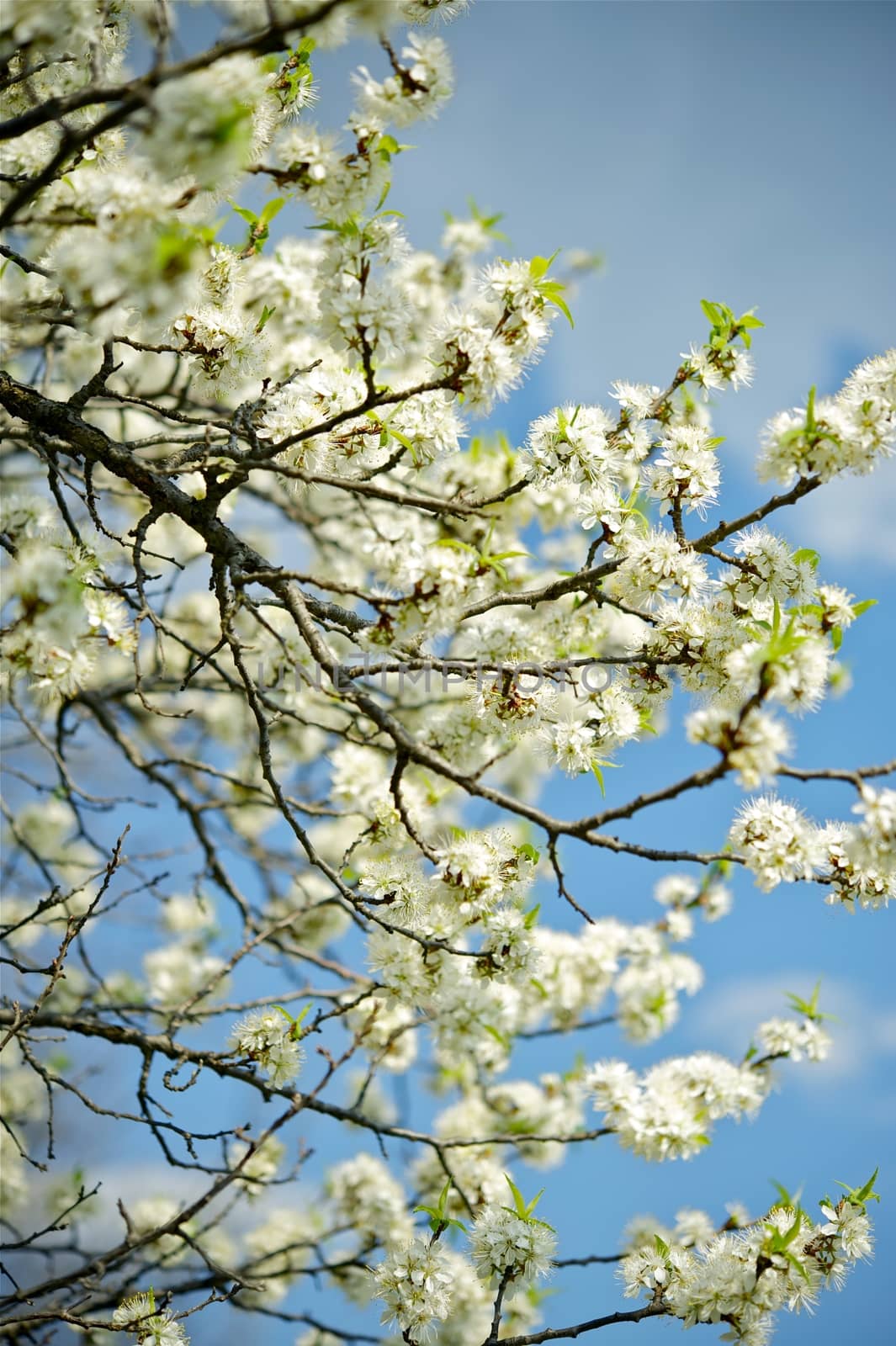 White Flowers Branches. Flowering American Wild Plum Tree. Vertical Photo