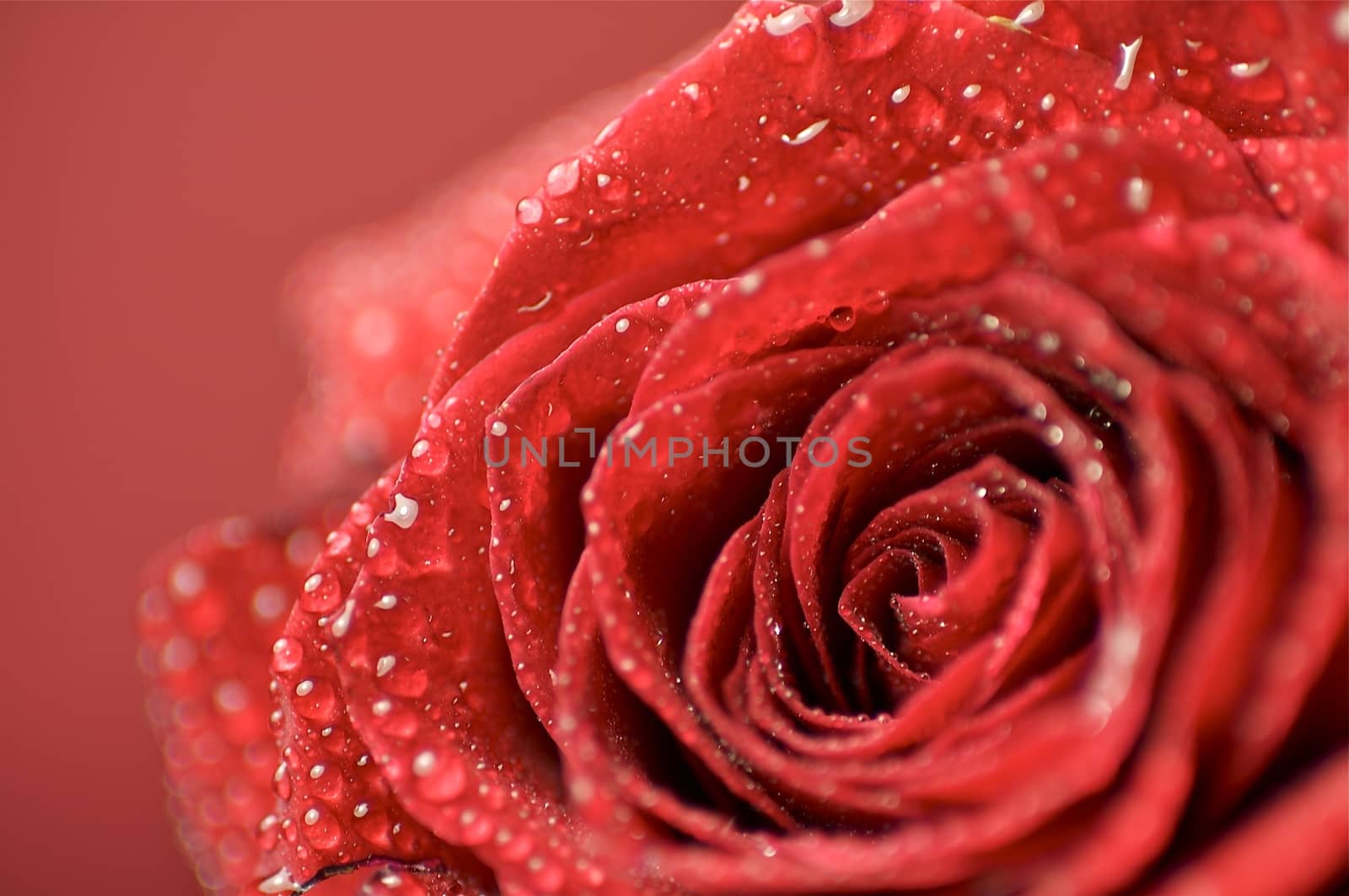 Fresh Red Rose Macro Photo. Dew on the Rose. Great Theme for Special Occasions.