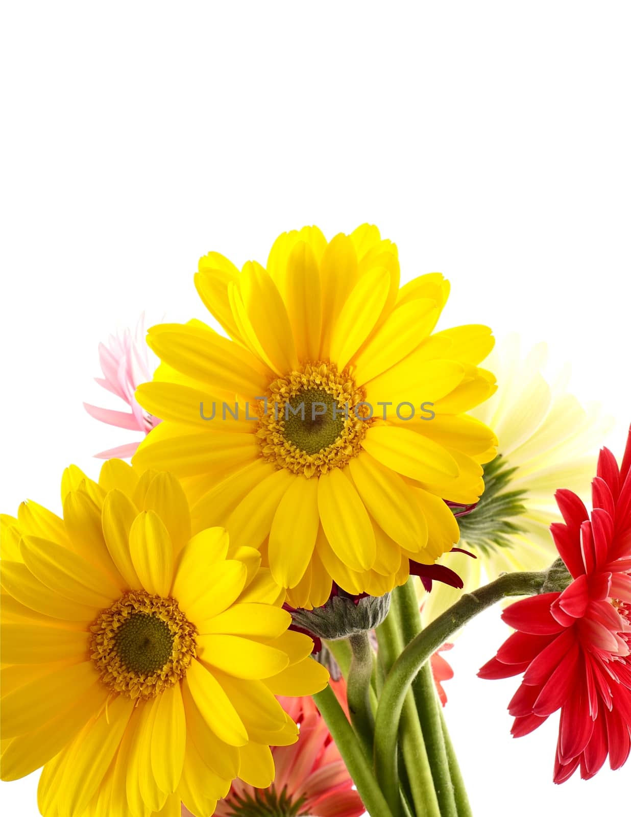 Yellow Gerberas  by welcomia