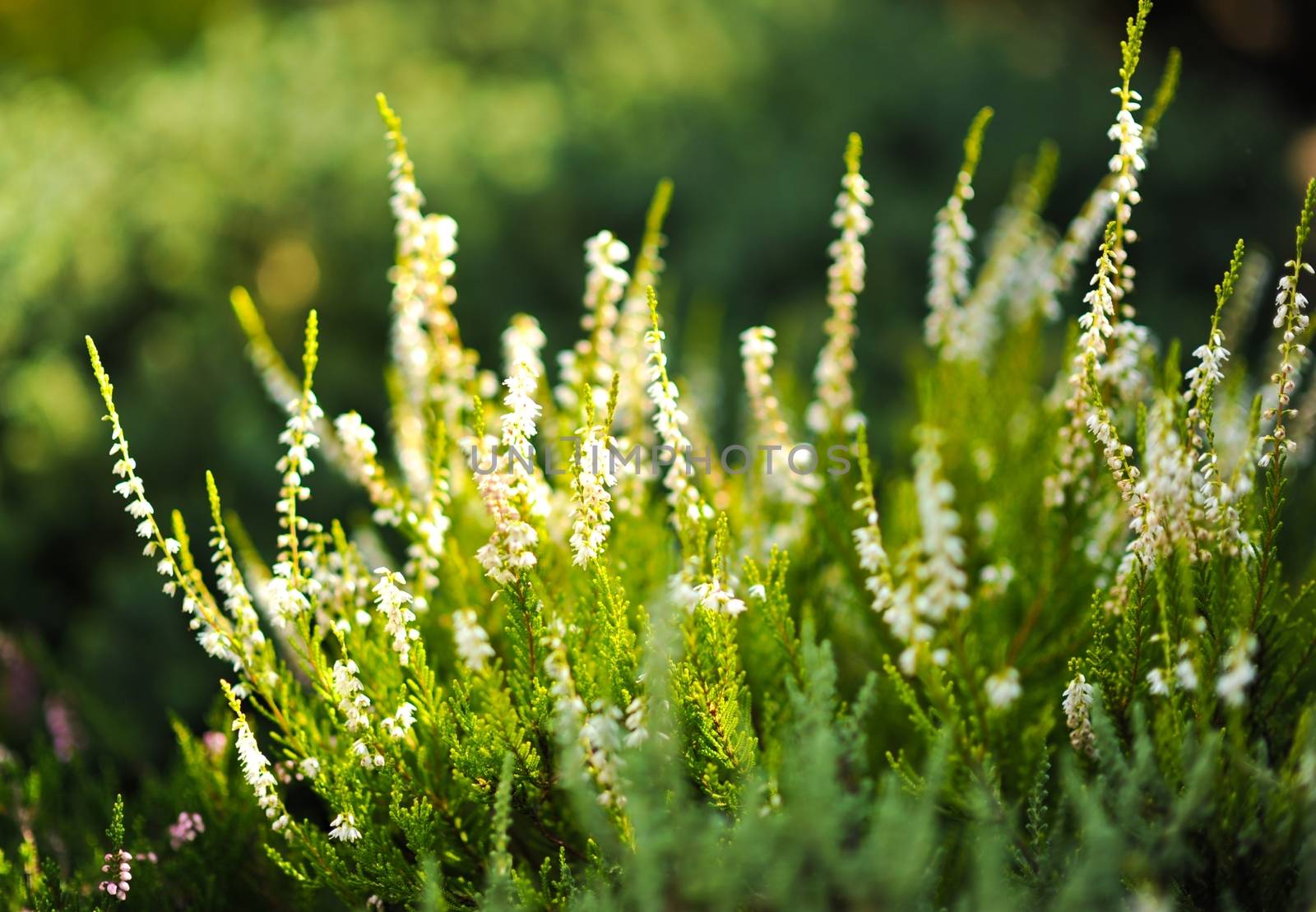 Moorland. White Heater Flowers. Closeout Photography. Moorland in the Sun. Nature Photo Collection.