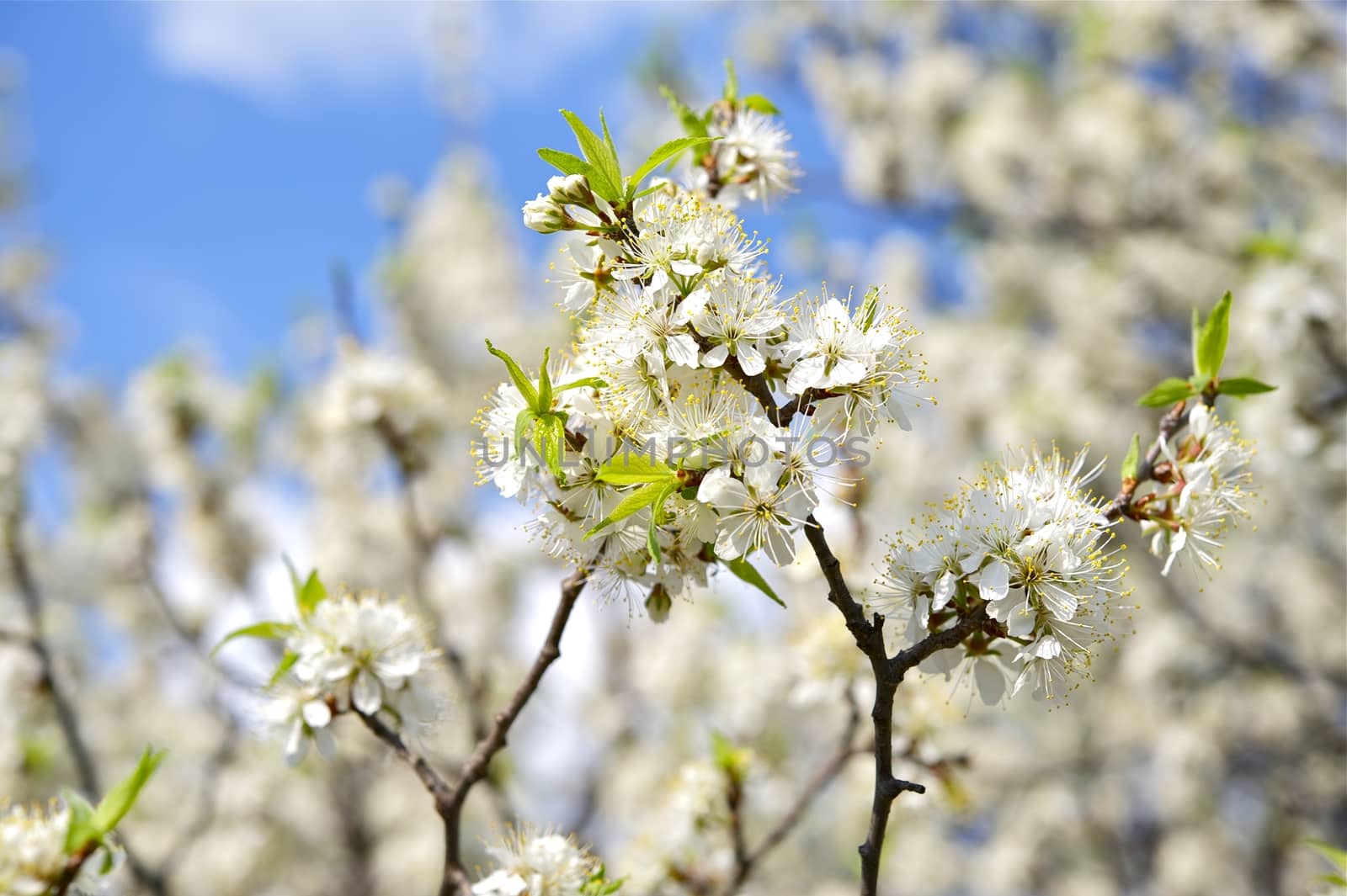 Wild Plum Branches Closeup. Early Spring Blossom - Wild Plum or American Wild Plum