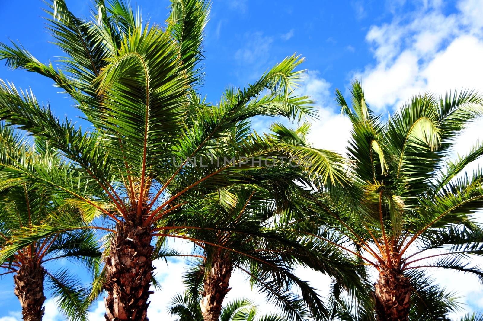 Florida Palms on the Summer Sky. Florida Photo Collection