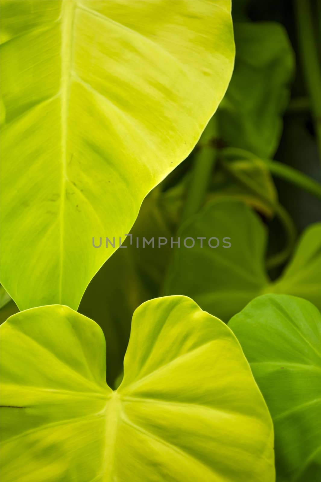 Tropical Leafs by welcomia