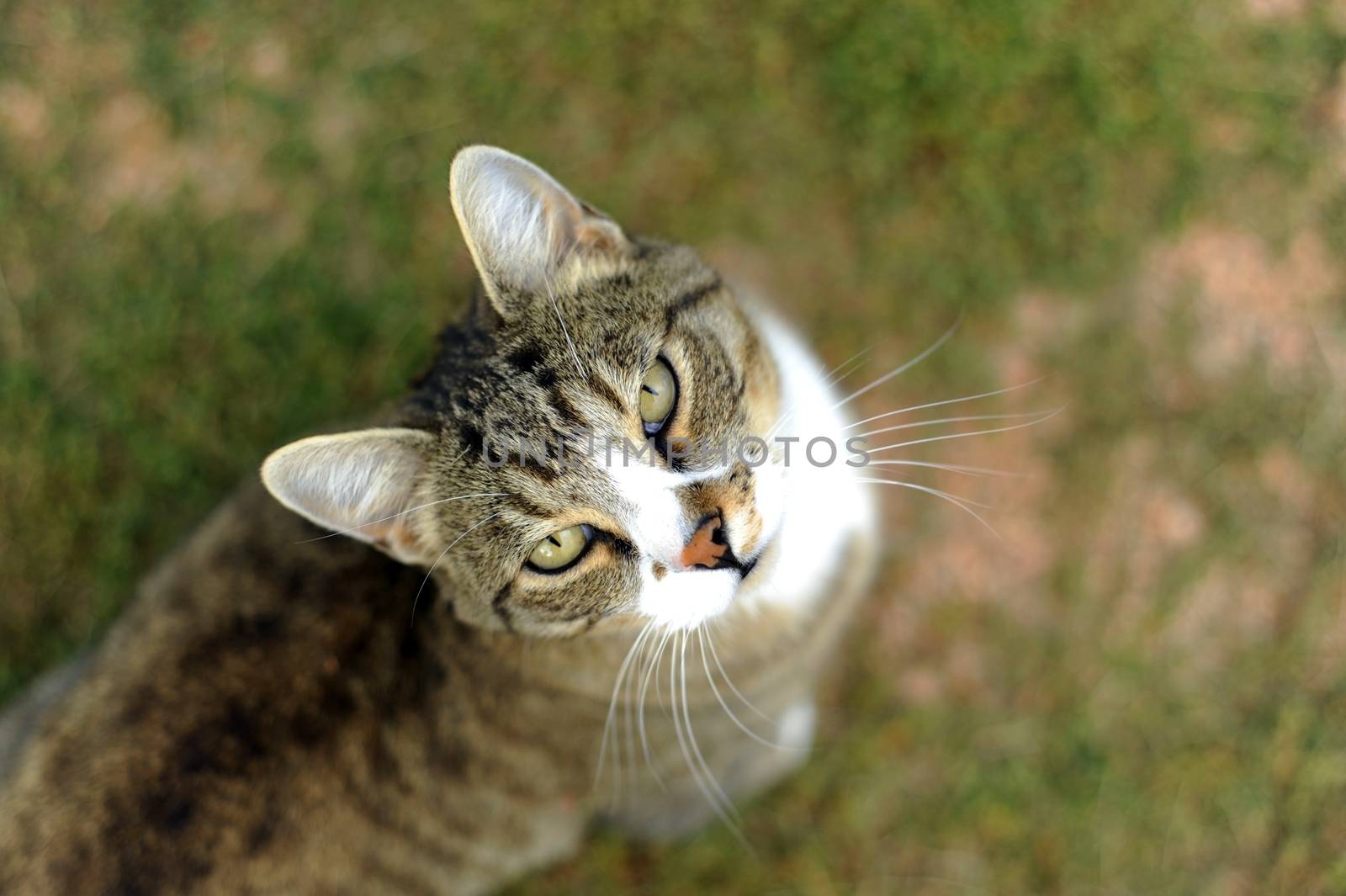 Nice Cat on Grass. Animals Photo Collection.