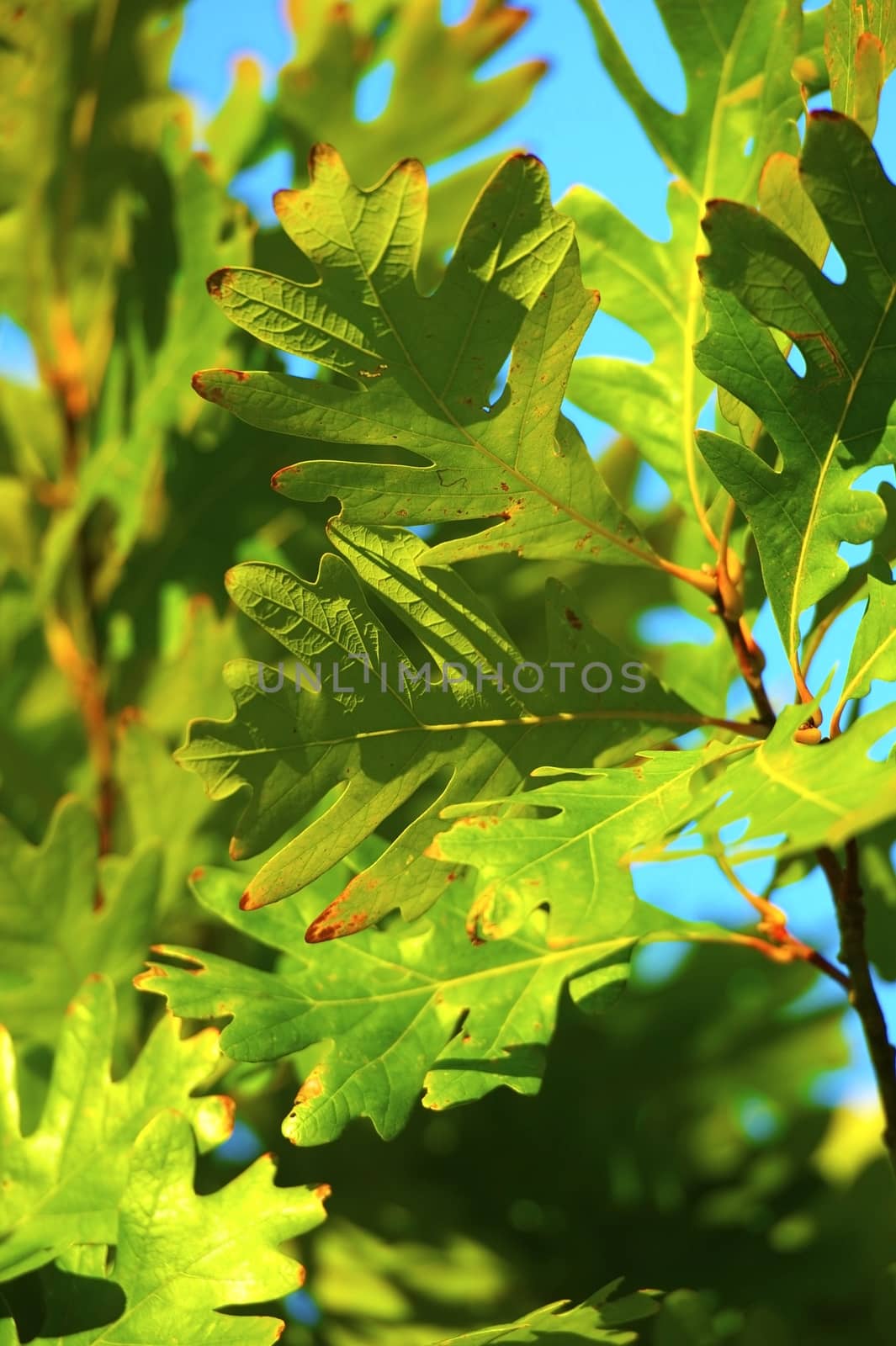 Last Days of the Summer. Green Leafs Vertical Photo.