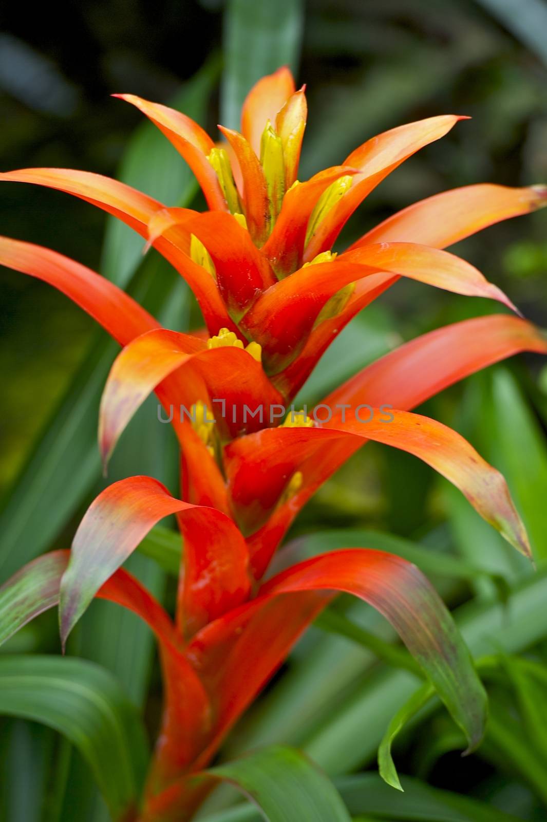 Red-Orange Tropical Flower. Rainforest Plants Photo Collection. Vertical Photography