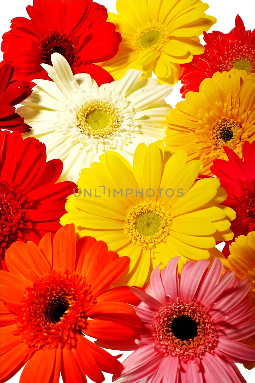 Colorful Gerberas by welcomia