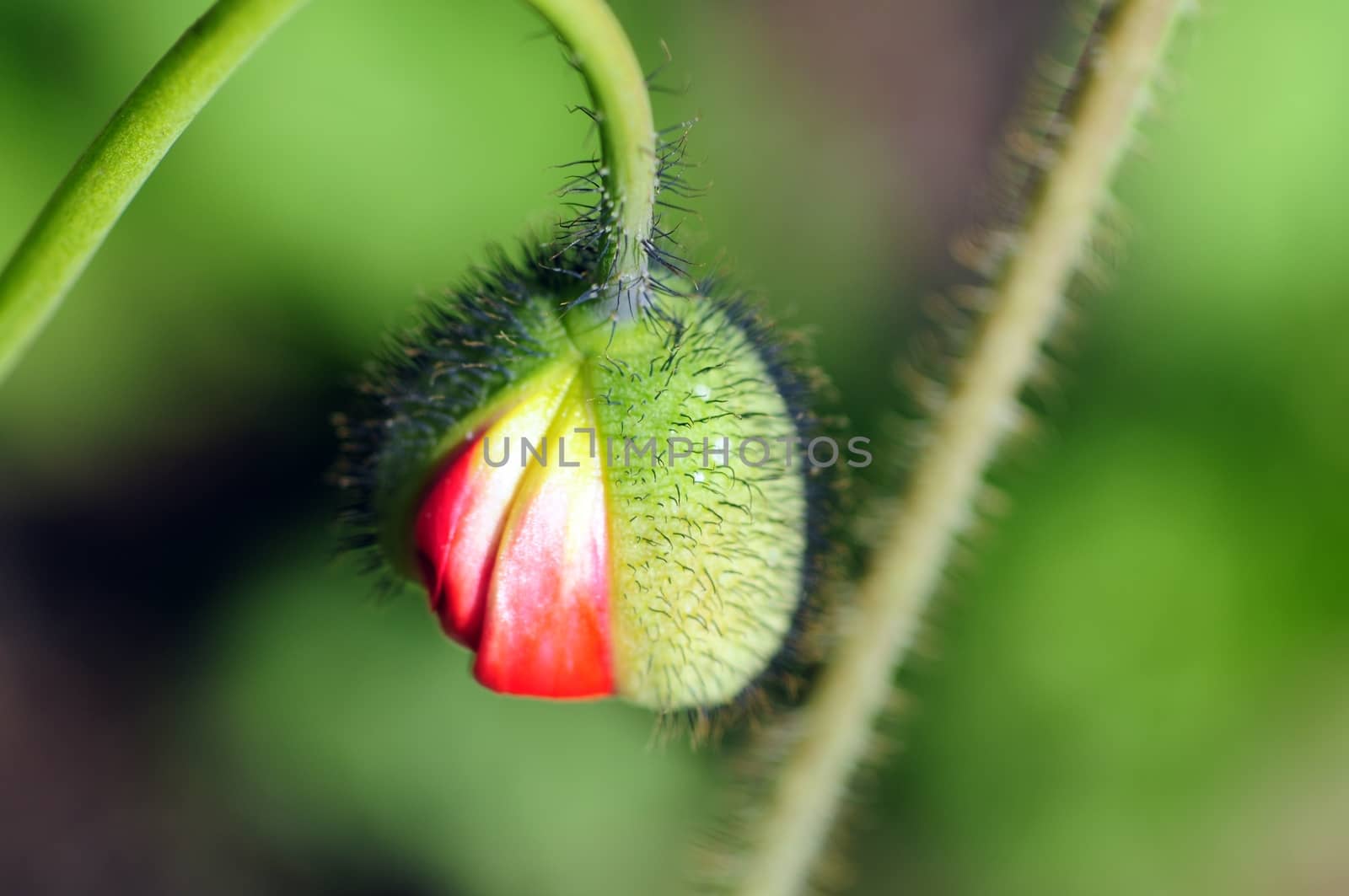 Blooming Spring. Tiny Flower Blossom. Spring in the Garden. Beautiful Macro Shot.