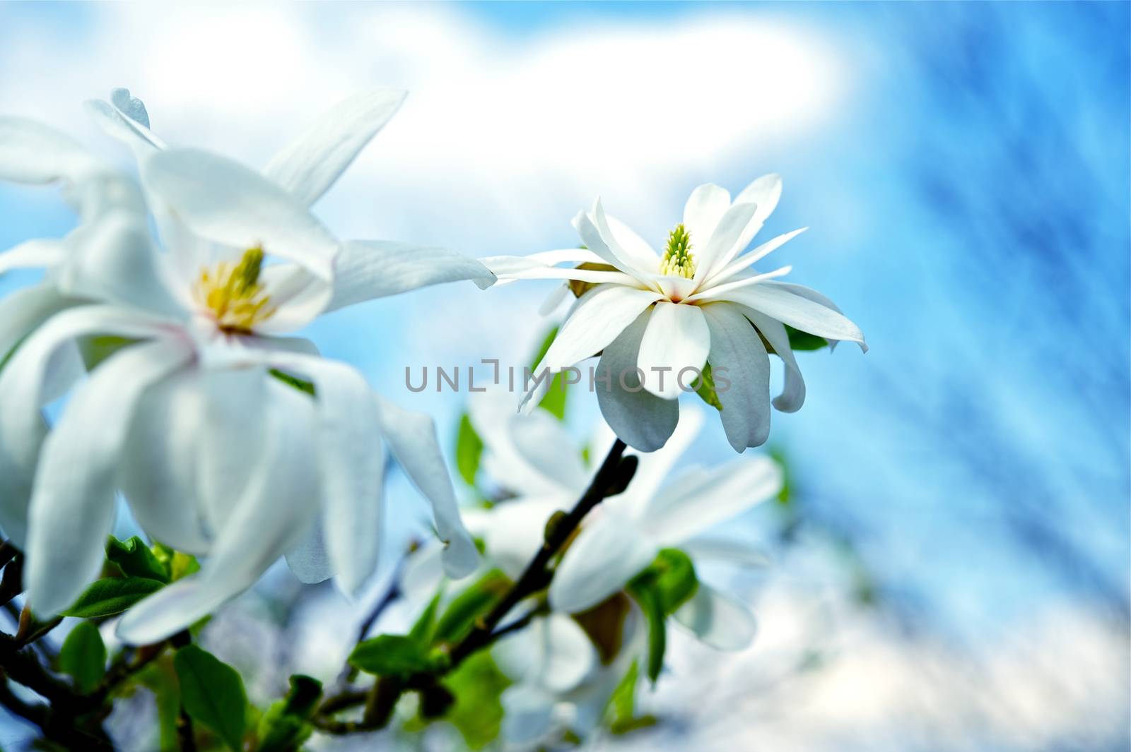 Magnolia Star Flowers. Flowering Magnolia Tree. Horizontal Closeup Photo.