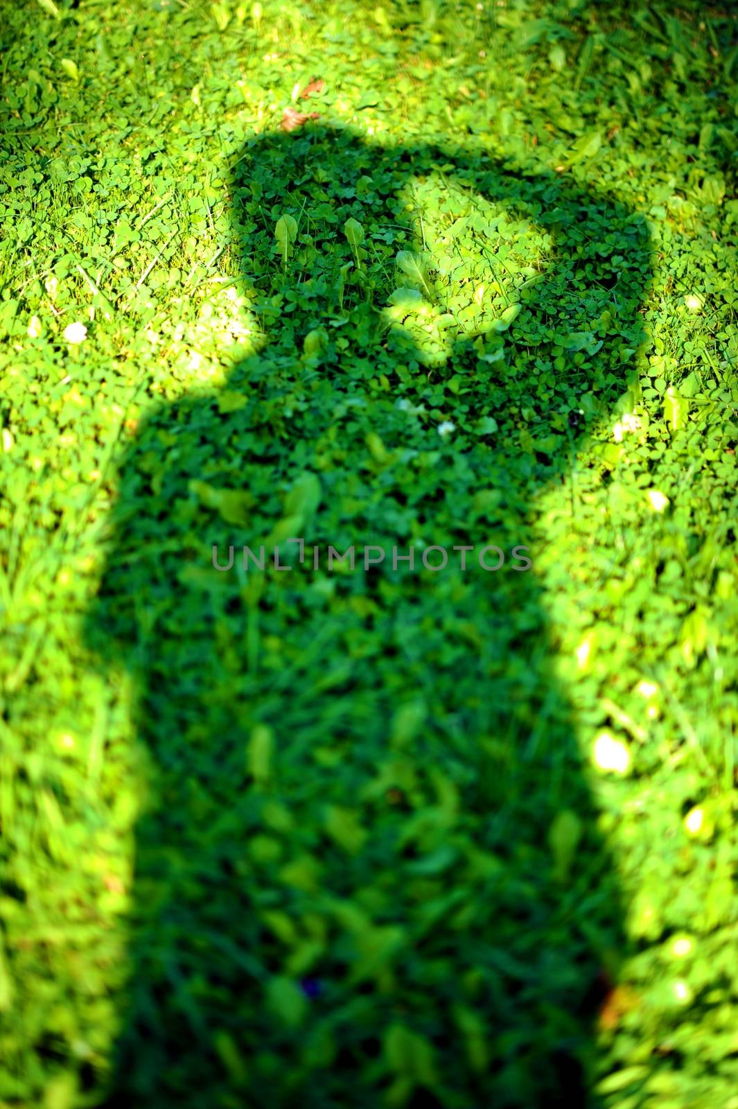 Photographer Shadow on Green Summer Grassy Meadow. Vertical Photography.