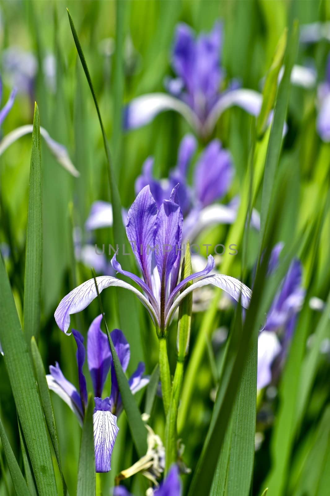 Blue Iris Flowers Between Green Leafs. Iris Blossom. Spring in the Garden. The Genus is Widely Distributed Throughout the North Temperate Zone. Vertical Photo