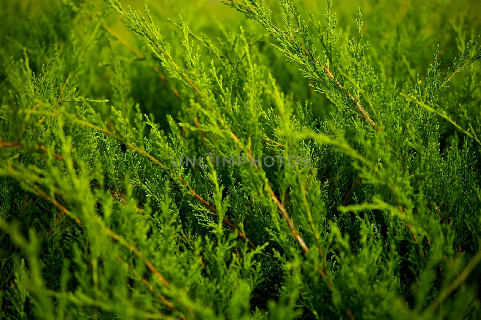 Green Plant Branches Background.