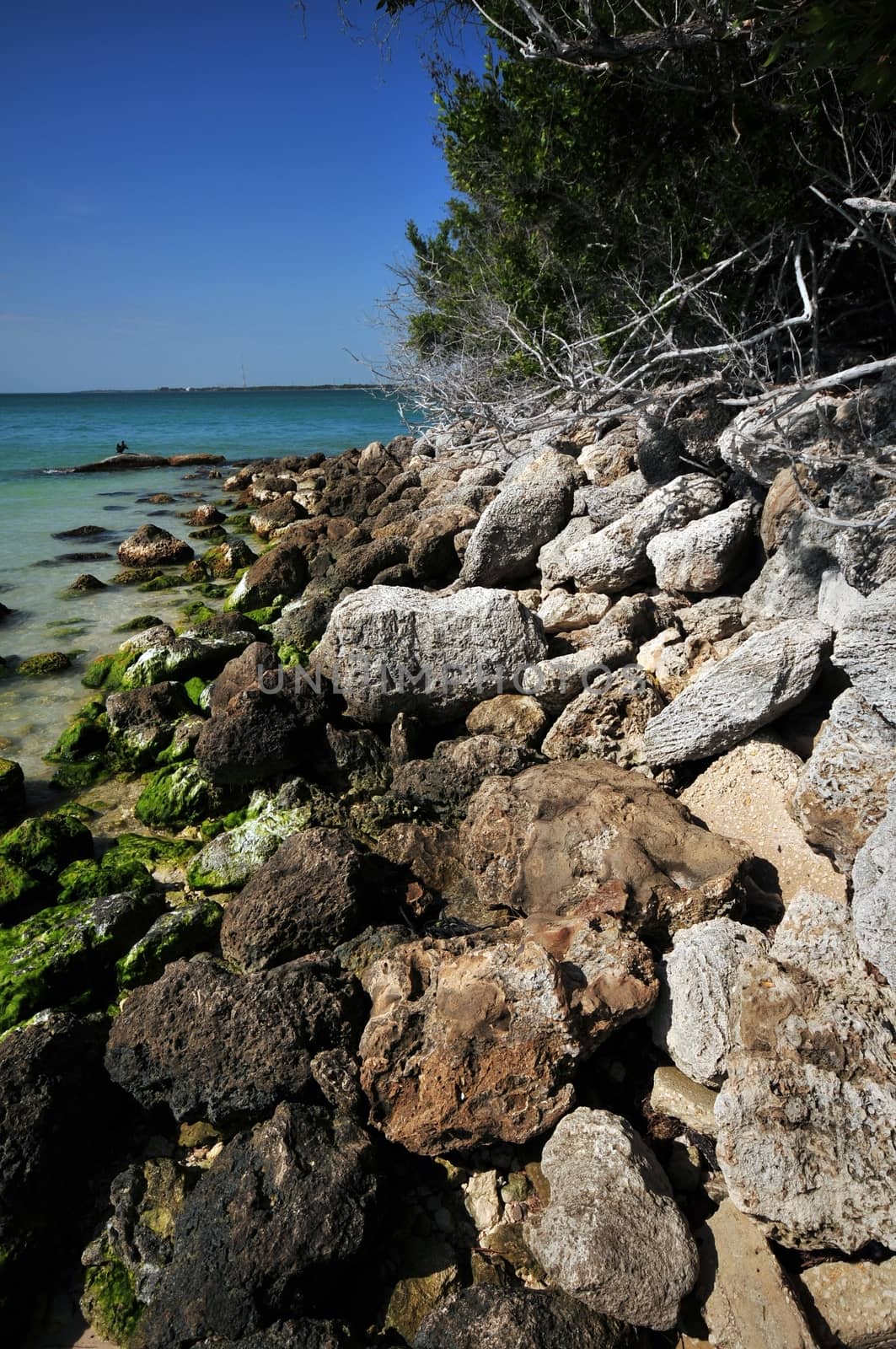 Rocky Shore of the Bahia Honda State Park, Florida Keys, USA. Vertical Photo