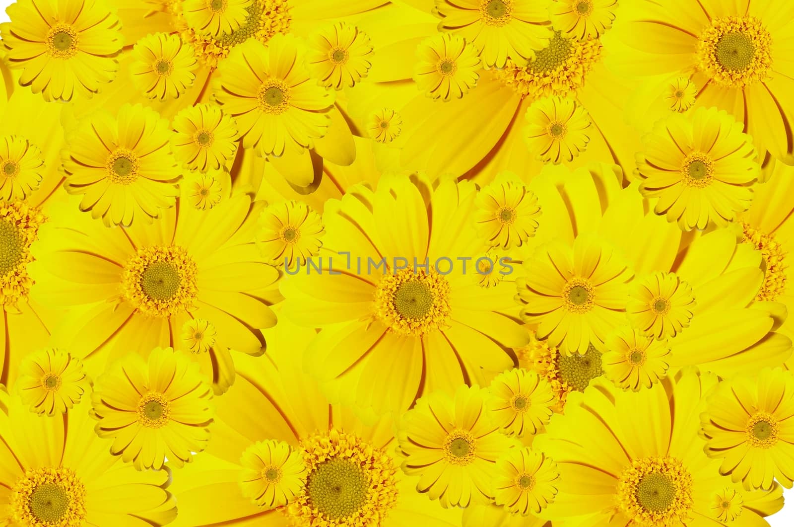 Yellow Gerberas Background - Floral Background