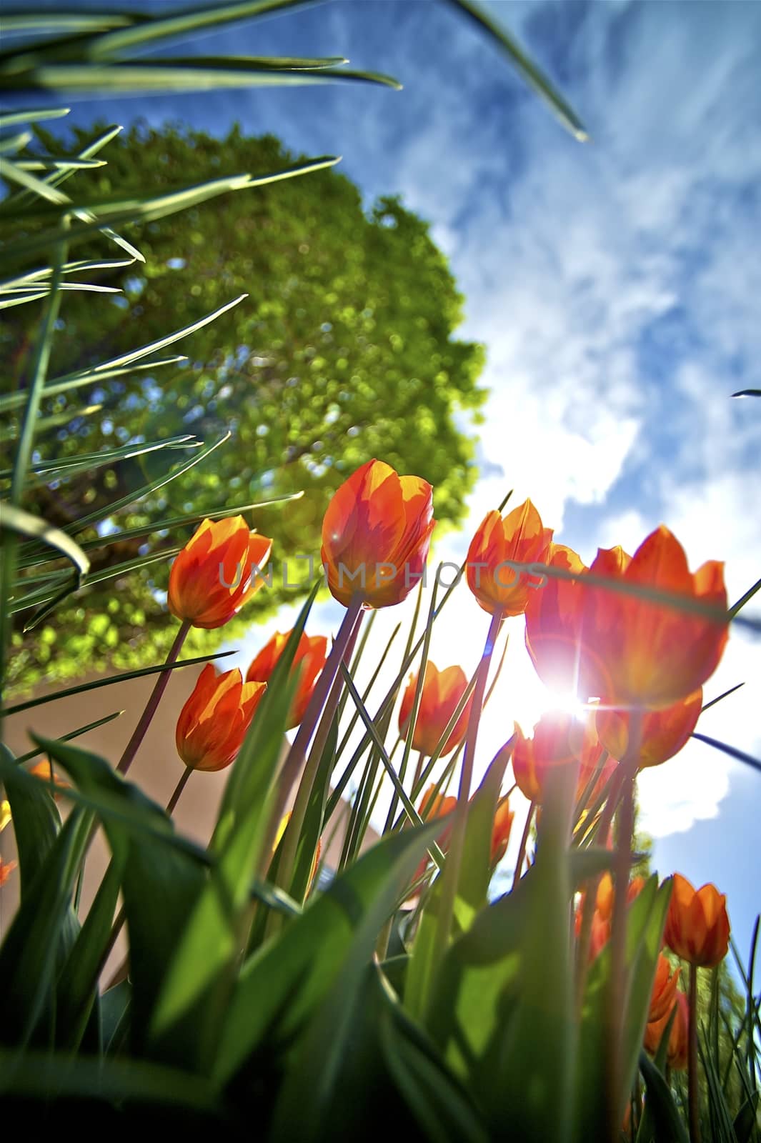 To the Sun - Red Tulips Wide Angle Photo. Summer in the Garden.